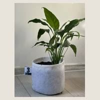 Ver: Maceta geotextil gris de 3 litros con una planta de interior