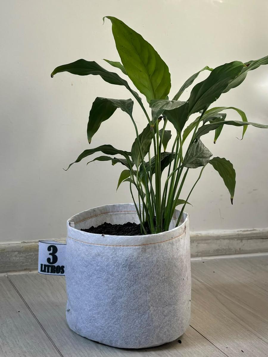 Planta creciendo en maceta de tela geotextil gris