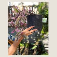 Ver: Maceta geotextil gris sostenida en la mano, en el jardín