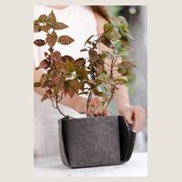 Ver: Maceta cuadrada de trasplante con una planta puesta