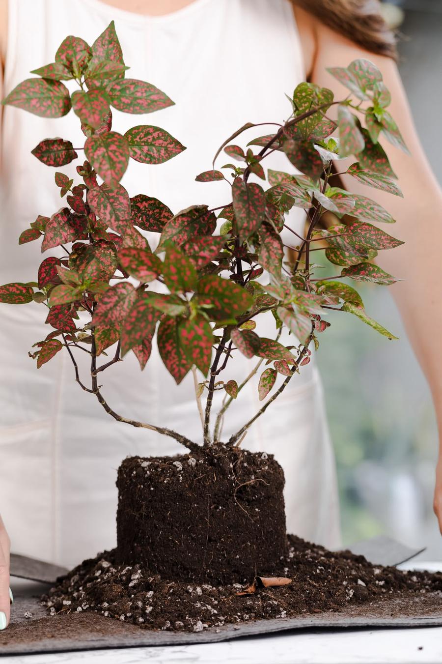 Raíz de planta en trasplante desde maceta geotextil, mostrando sistema radicular denso y fino